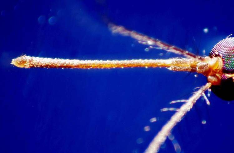 Zanzara (Fotogramma/Ipa)