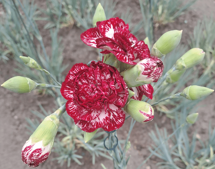 Turismo, un fiore 'divino' con un nome da re: in Rep. Ceca svelata la nuova varietà del garofano di Klatovy